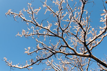 Tree stems, frosty branches of the tree on the background of the blue sky. Close up of snow covered branches