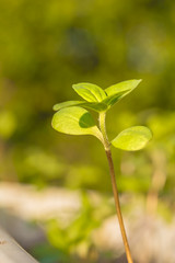 Sprout of a zinnia in the spring garden, close-up