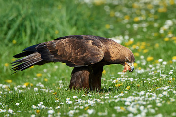 Golden eagle (Aquila chrysaetos)