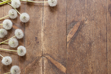 dandelions on a aged wooden background