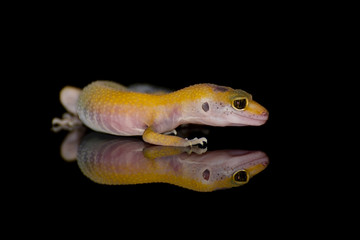 Leopard Gecko