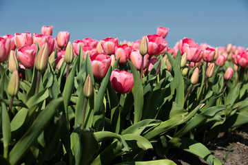 Dutch Pink Tulips
