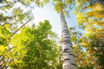 Fototapeta premium summer in sunny birch forest