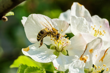 Bee on spring flower apple tree, close-up