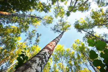 Fototapeta premium summer in sunny birch forest
