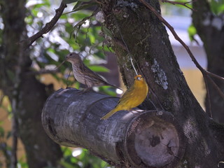 Birds