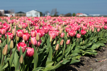 Dutch Tulips