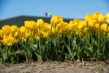 Yellow dutch tulips
