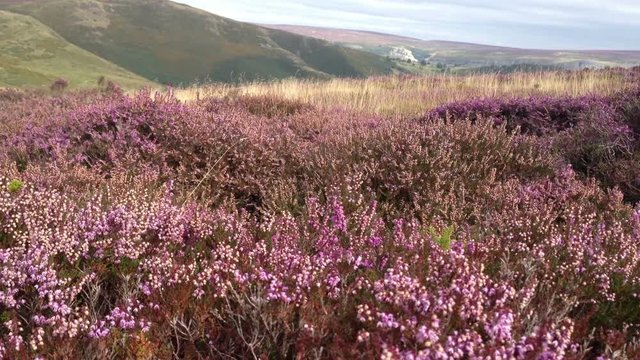 Wild heather growing in Welsh countryside