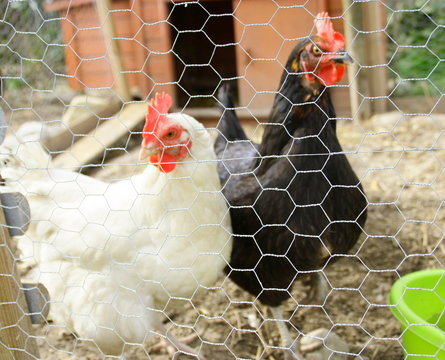 poule noire et blanche dans le poulailler derri&egrave;re le grillage 