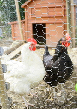 6,459 BEST Grillage IMAGES, STOCK PHOTOS u0026 VECTORS  Adobe Stock