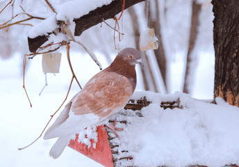 The pigeon is sitting on the feeder.