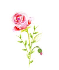 FLower decorative composition for wedding invitation and save the date card. Watercolor illustration