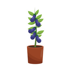 beautiful plant in a pot over white background. colorful design. vector illustration