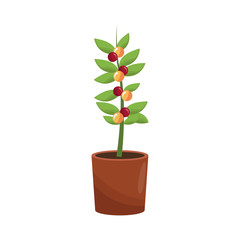 beautiful plant in a pot over white background. colorful design. vector illustration