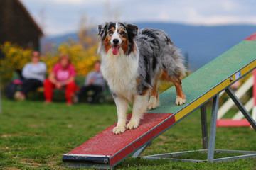 Australian shepherd in agility