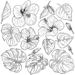 Tropical flowers and palm leaves, hand drawn monochrome botanical set isolated on white background. Vintage vector illustration.