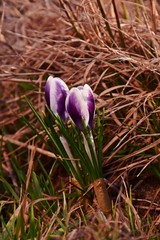 Krokus