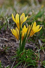 Krokusy