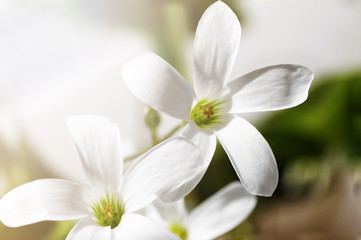 Closeup photo of white spring flowers - Oxalis acetosella in the
