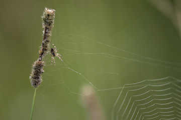 spider
