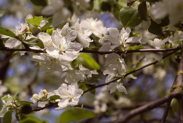 Cherry blossoms. Spring flowering of trees.