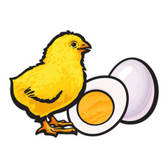 Little chicken with boiled, peeled egg, whole and cut in half, sketch style vector illustration isolated on white background. Hand drawn, sketched illustration of little yellow chick and chicken egg