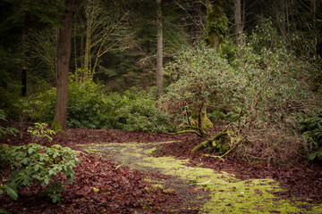 Lowland Winter Forest No. 1, Tacoma, Washington, 2015