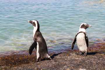 Fototapeta premium African Penguins