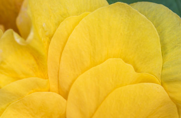 Fundo com flor amarela.