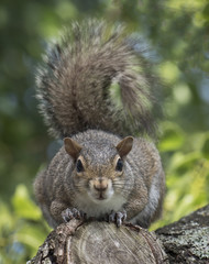 Eastern gray squirrel crouching on a tree stump staring straight ahead with a blurred green leaf background.