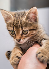 Small kitten of brindle color in hand