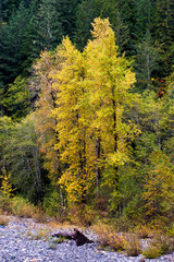 Fall Colors Along the South Fork Stillaguamish River, Washington, 2015