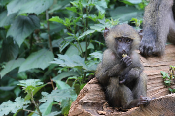 Baboon youth eating