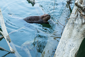Beaver in river in Washington © DCrane Photography