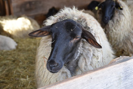 Rh&ouml;n Schaf