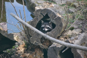 Waschbär schaut aus Baumstumpf