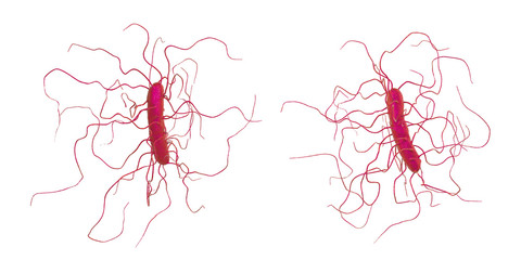 Clostridium difficile bacteria isolated on white background, 3D illustration. Bacteria which cause pseudomembraneous colitis and are associated with nosocomial antibiotic resistance