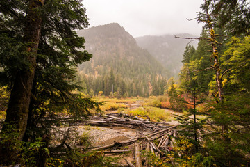 Fototapeta na wymiar Autumn Colors on River Bend, South Fork Sauk River, Washington, 2015