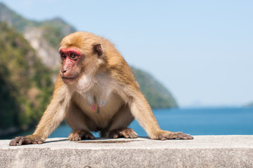 Monkey on the dam wall