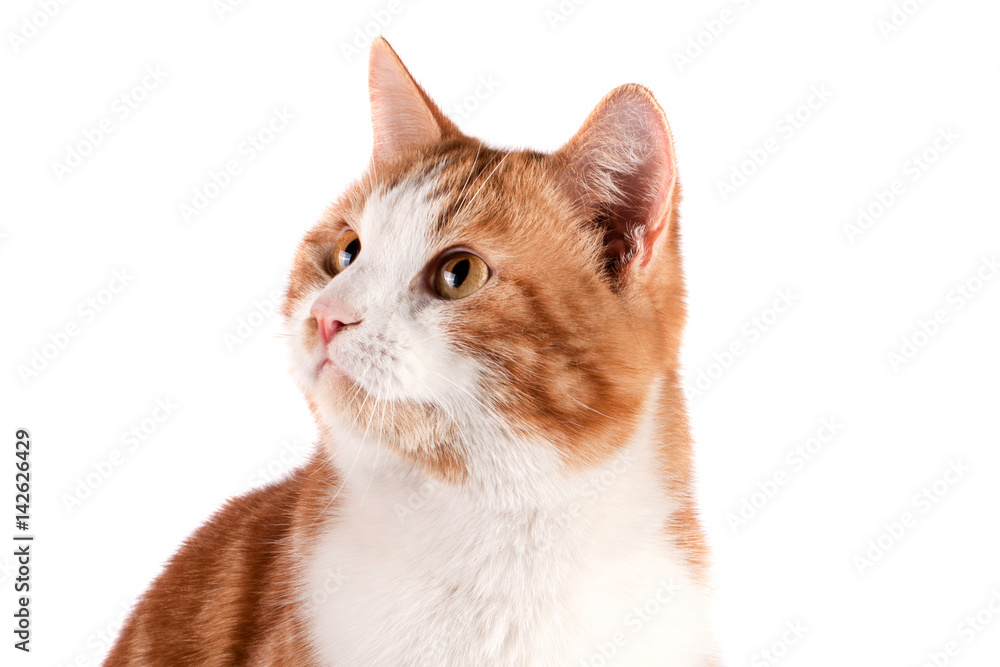 Wall mural portrait of red cat looking away isolated on white background