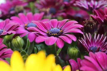 Margherita Viola
