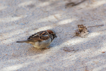 sparrow on the road