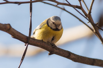 blue tit on a branch