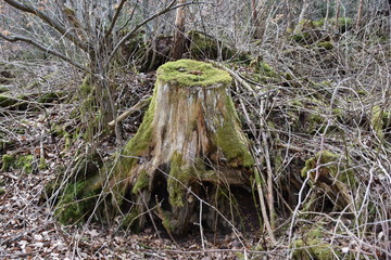 Baumstumpf