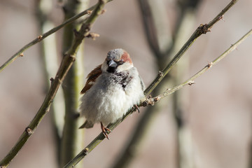 portrait of a sparrow
