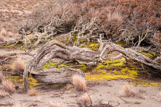 Shaped by the Wind, West Beach Dunes, Deception Pass State Park, Washington, 2016