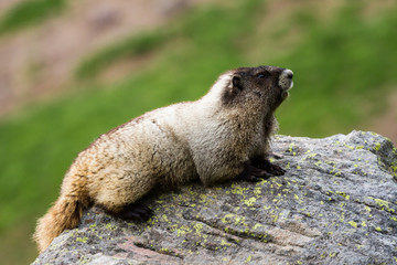 Marmot sitting on a rock with narrow depth of field