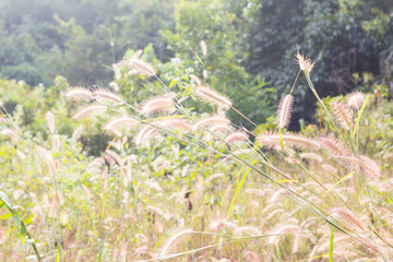 Soft Focus of Feather Pennisetum background, field of grass with morning warm tone and vintage