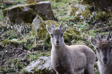 Steinböcke